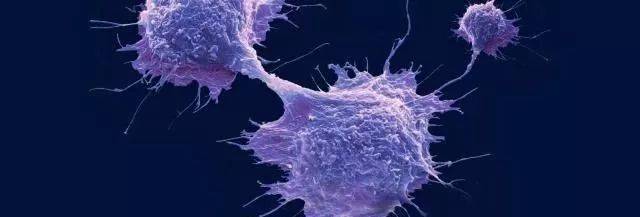 干细胞保护和修复受损的肝细胞改善脂肪肝