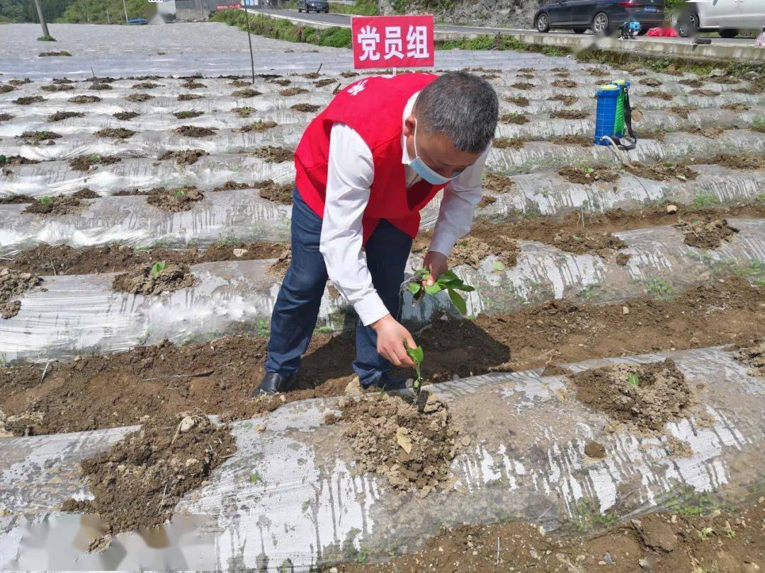 澆水,施肥……在黨員幹部的幫助下,菸農楊明生的2畝菸葉很快完成移栽