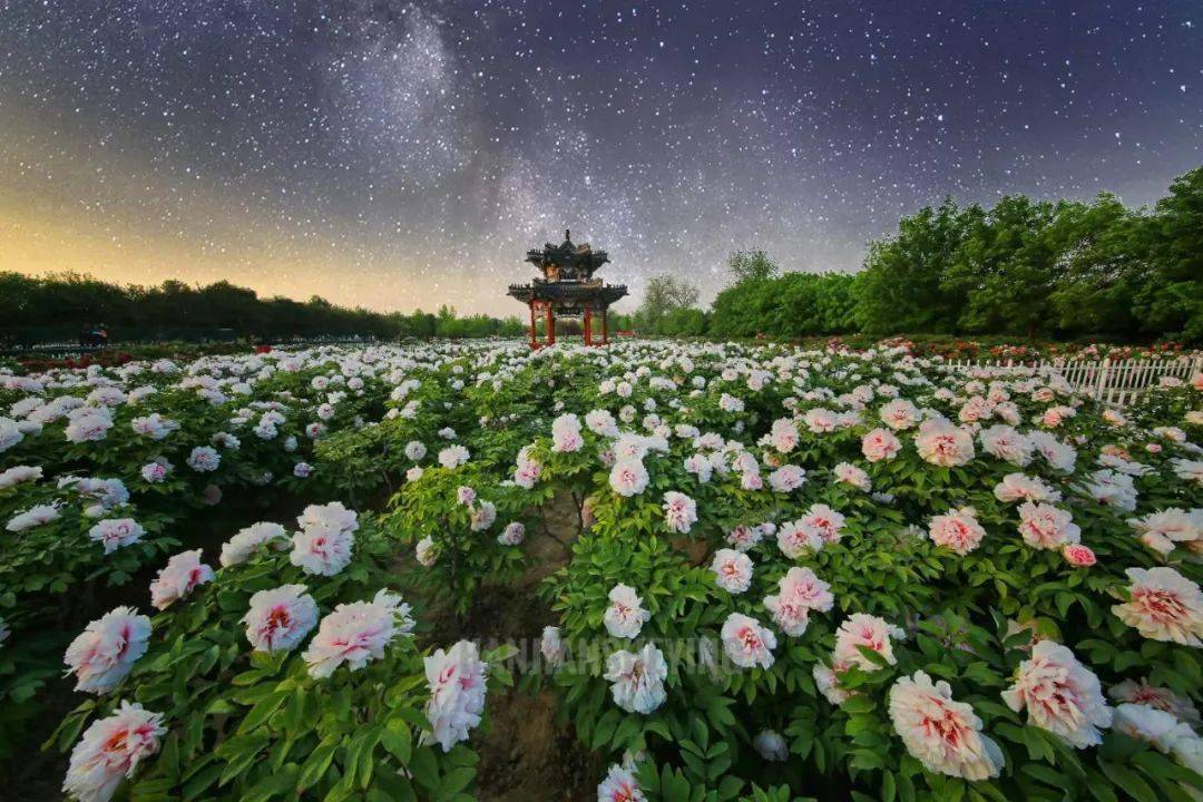 曹州牡丹园景区图片