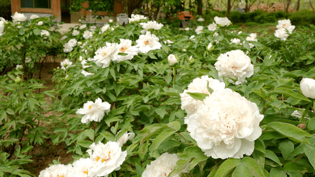 春日美景狼牙山牡丹園牡丹次第開放