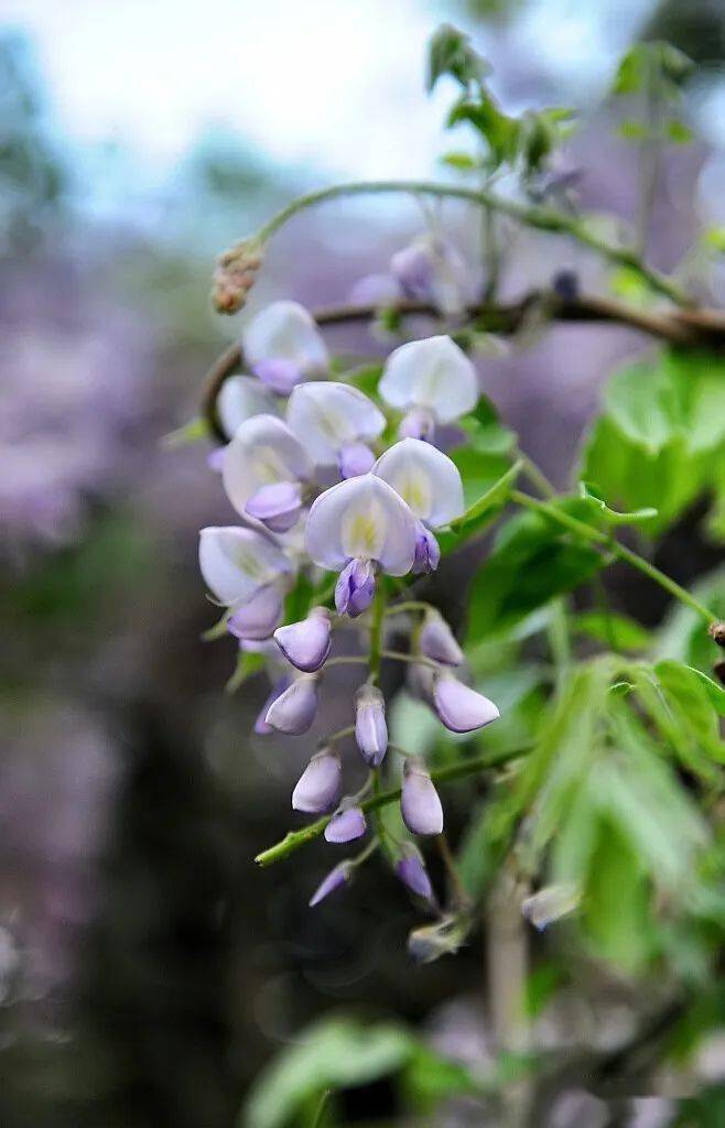 蜿蜒蛟龙垂璎珞紫藤花