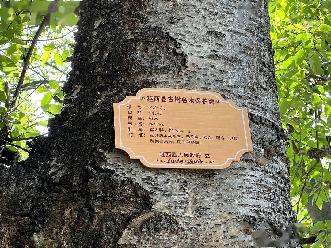 越西为古树名木挂牌守住绿色活化石