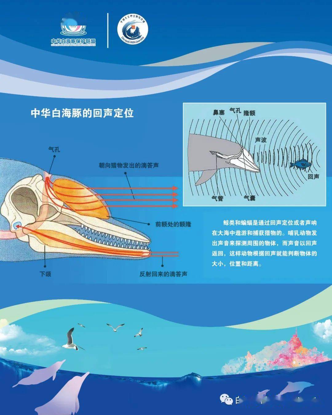 海豚声呐示意图图片