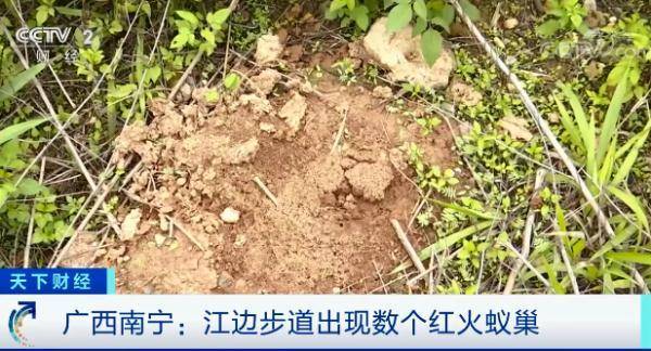 当心“蚁出没”！被咬伤或致休克，甚至死亡！