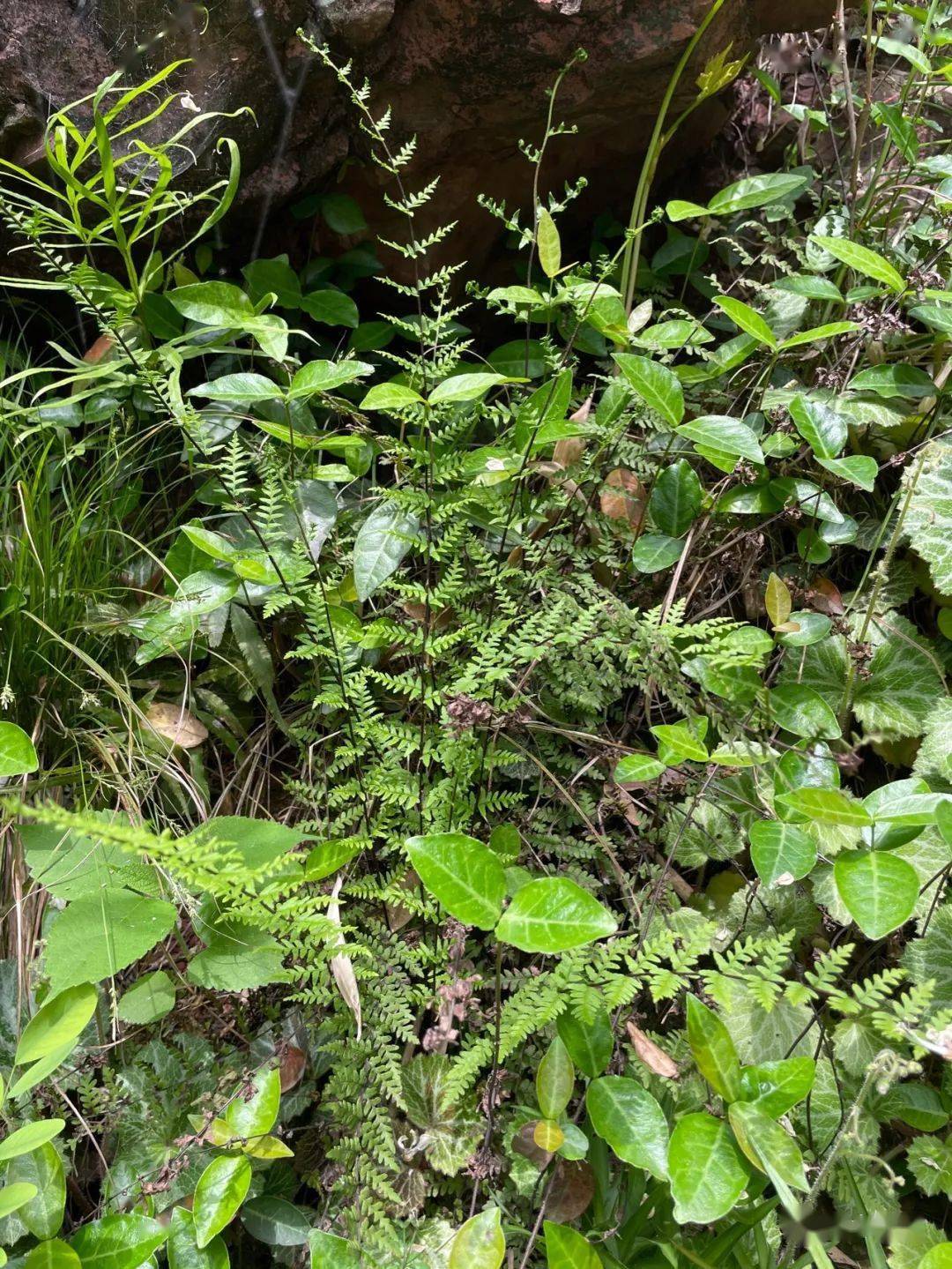 毛轴碎米蕨_叶子_叶片_小院