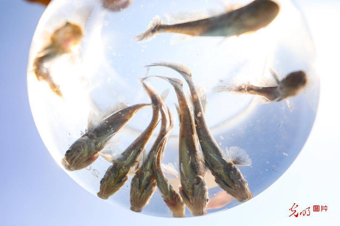 浙江舟山28万尾册子黑鮸鱼幼鱼放流