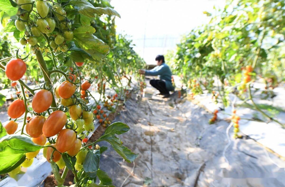 西紅柿怎麼施肥能高產老農戶說有五忌這些你都掌握嗎