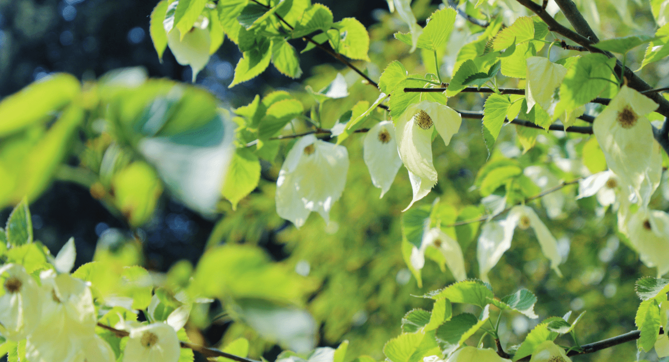 满树繁花犹如白鸽起舞国家植物园中国鸽子树开花了