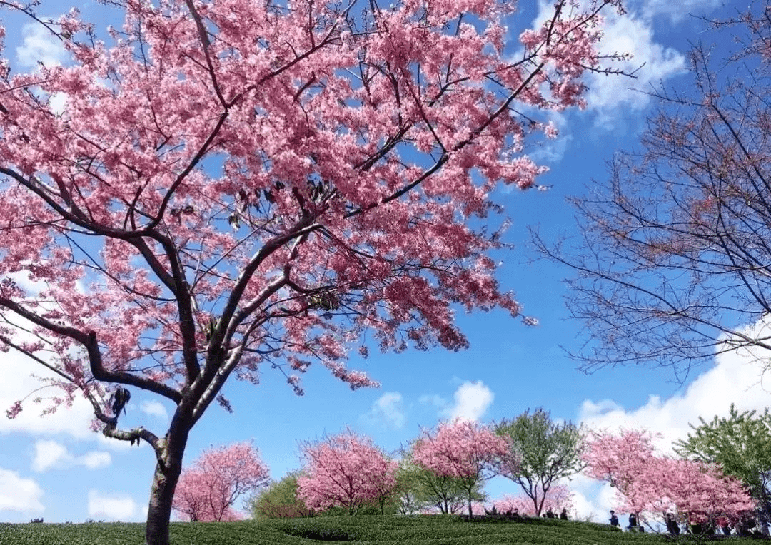 樱花树春天的样子图片