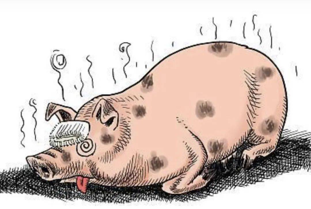 猪瘟 漫画图片