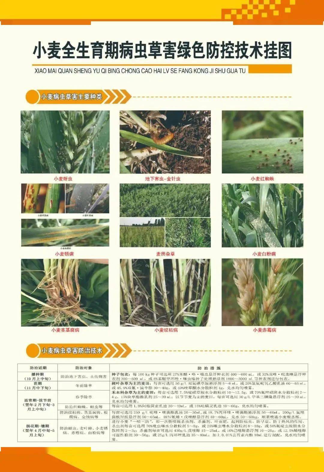 科普专栏丨小麦条锈病症状识别与防治技术明白纸