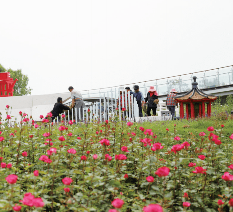 用鏡頭搶鮮探營南陽世界月季大觀園