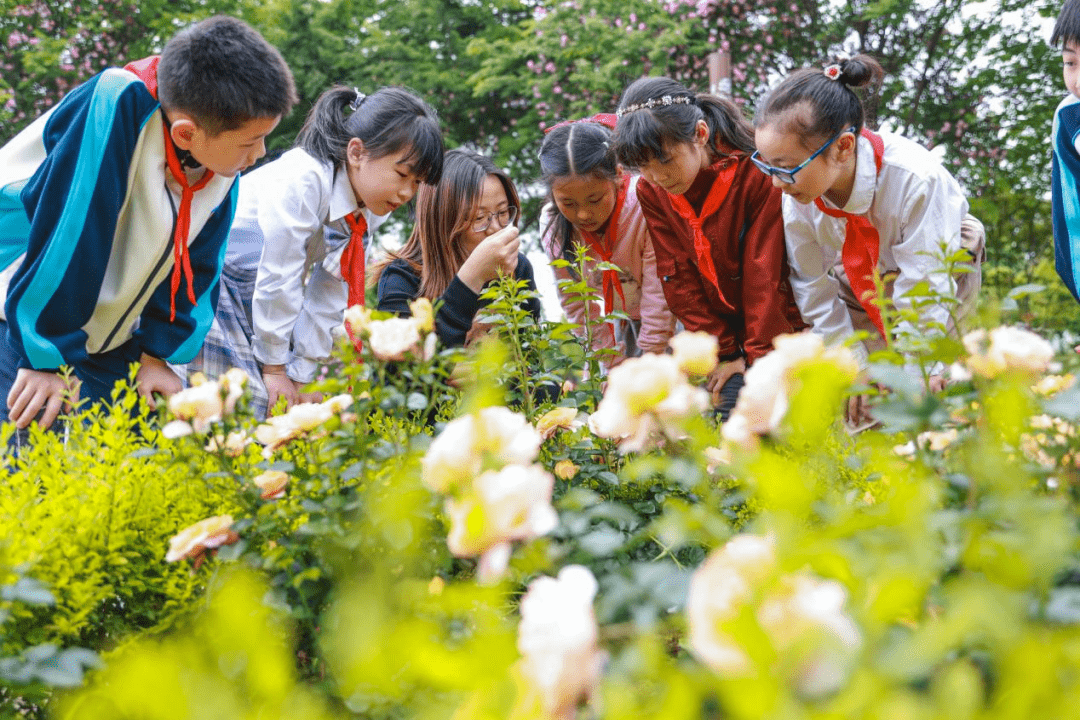 蔷薇花信•发现 ①丨走进美丽无锡鹅湖玫瑰文化园