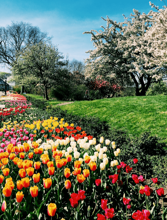 农场今年种了100万株美丽的郁金香,颜色缤纷灿烂,宛如灿烂花海,有摆拍