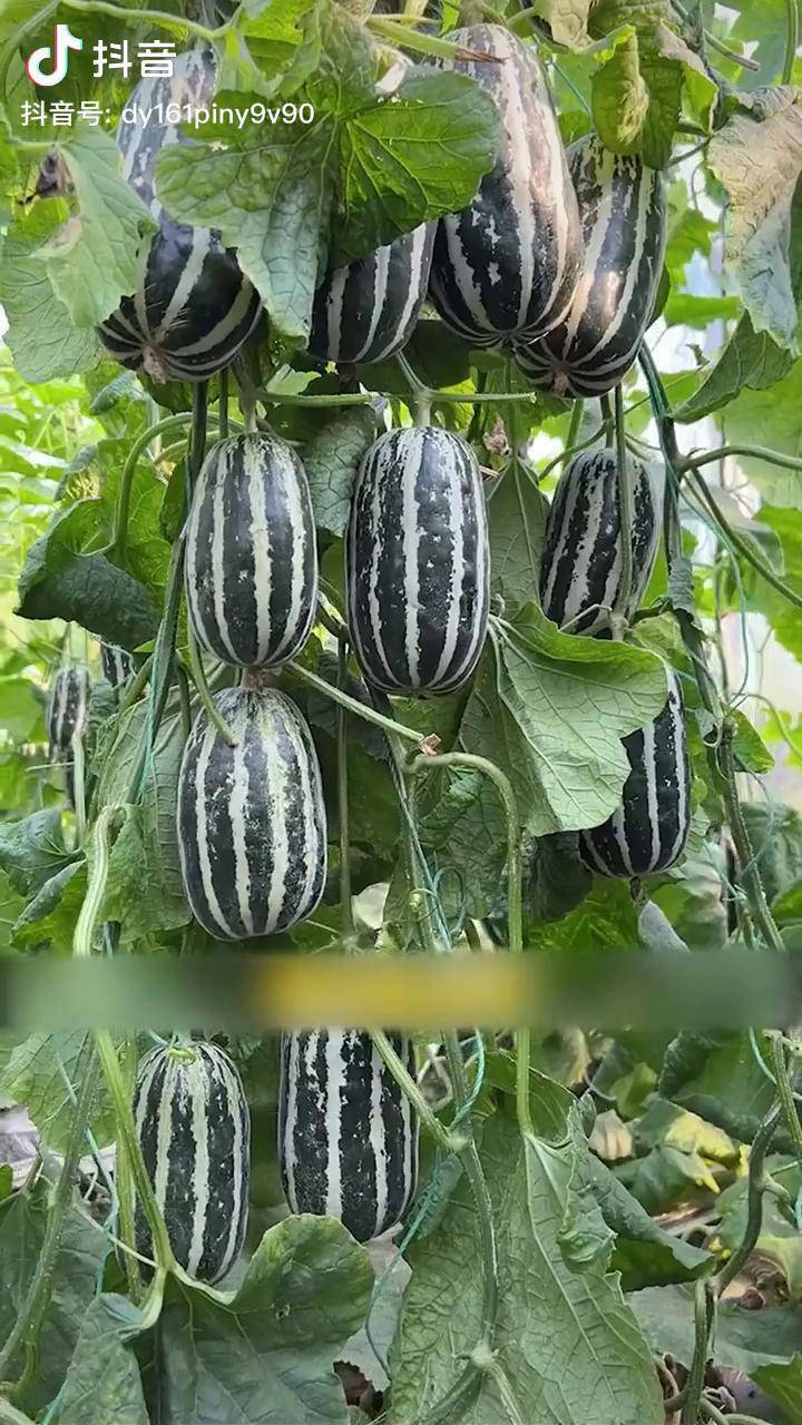 种草 抖音助农 新手小白都能种好的冰糖子甜瓜,口感好,产量高