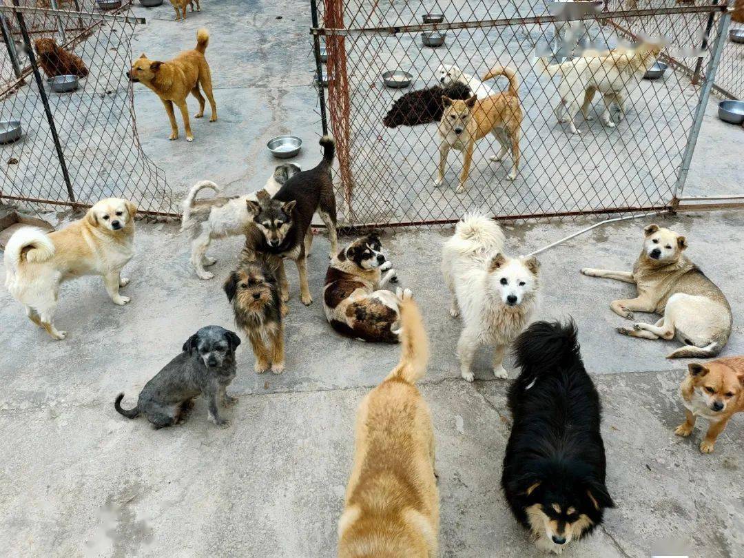 南充宠物救助站狗猫接近六百欢迎大家去认养