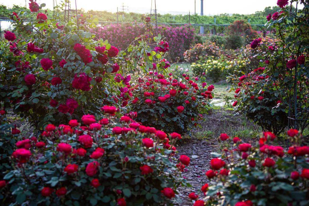 藏在花星球深处的玫瑰花园惊艳绽放!