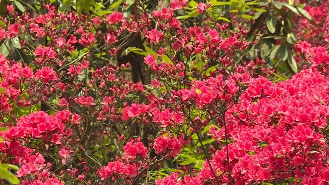 他们都称之为"故公花",花开时节总有布谷鸟在山间"布谷""布谷"地鸣叫