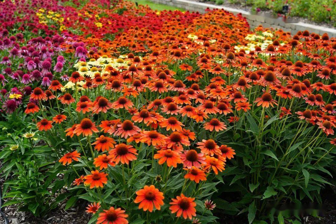 宿根花卉夏日里的花园植物重瓣单瓣无性紫松果菊