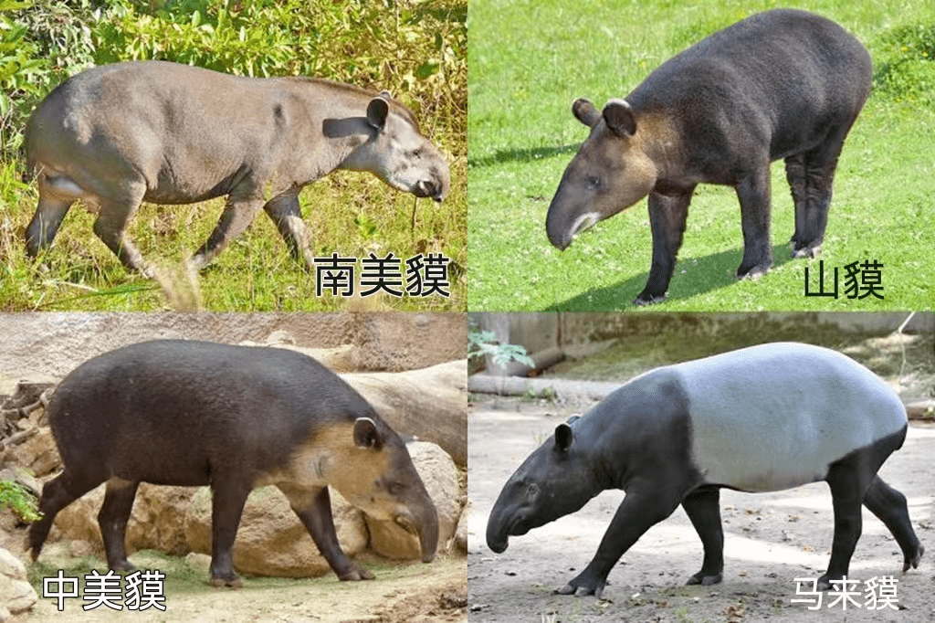 表1:正式报道的全新世貘化石出土点(考古学齑 制)巨貘复原图(dibgd 绘