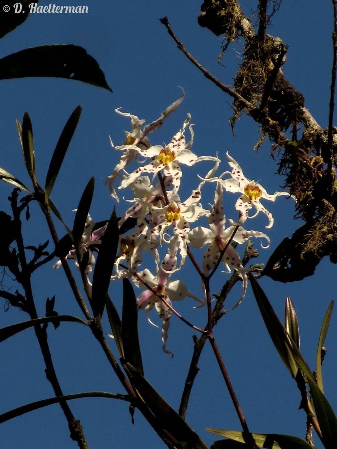 齿舌兰 odontoglossum cirrhosum ↓这种飘唇兰属