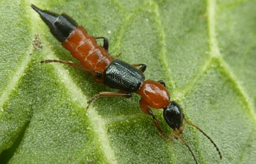 原创不咬人的虫子更危险飞蚂蚁卷土重来沾上皮肤就可能溃烂