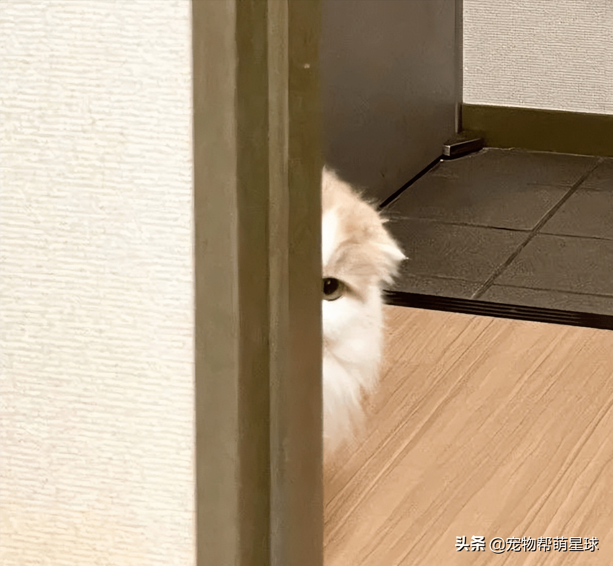 猫咪躲在墙角偷摸观察主人,自以为藏得很隐蔽,没想到.