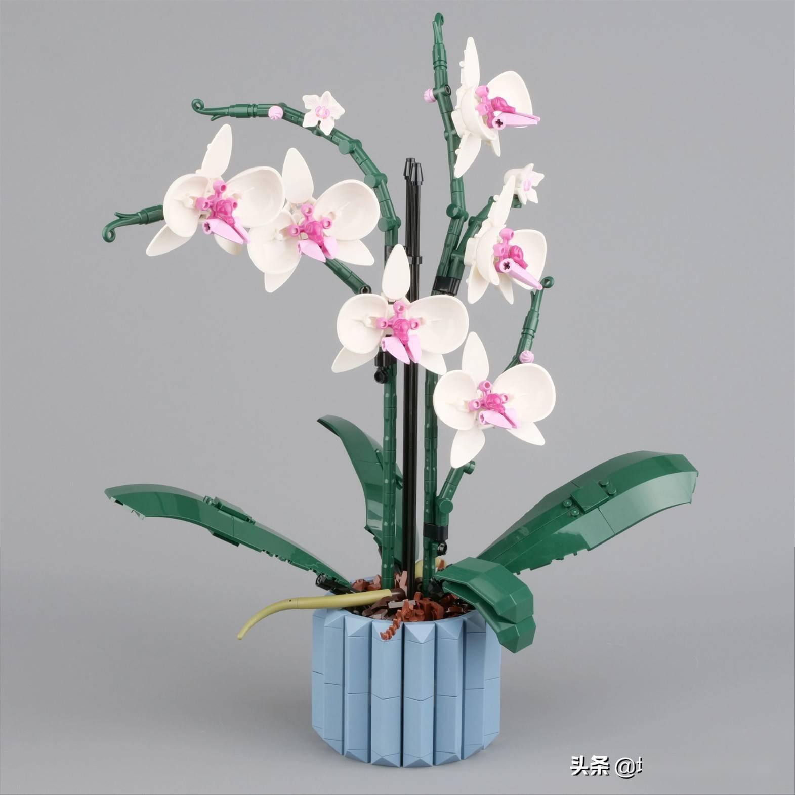 又有新花啦：云玩乐高10311兰花_花盆_花剑_花卉