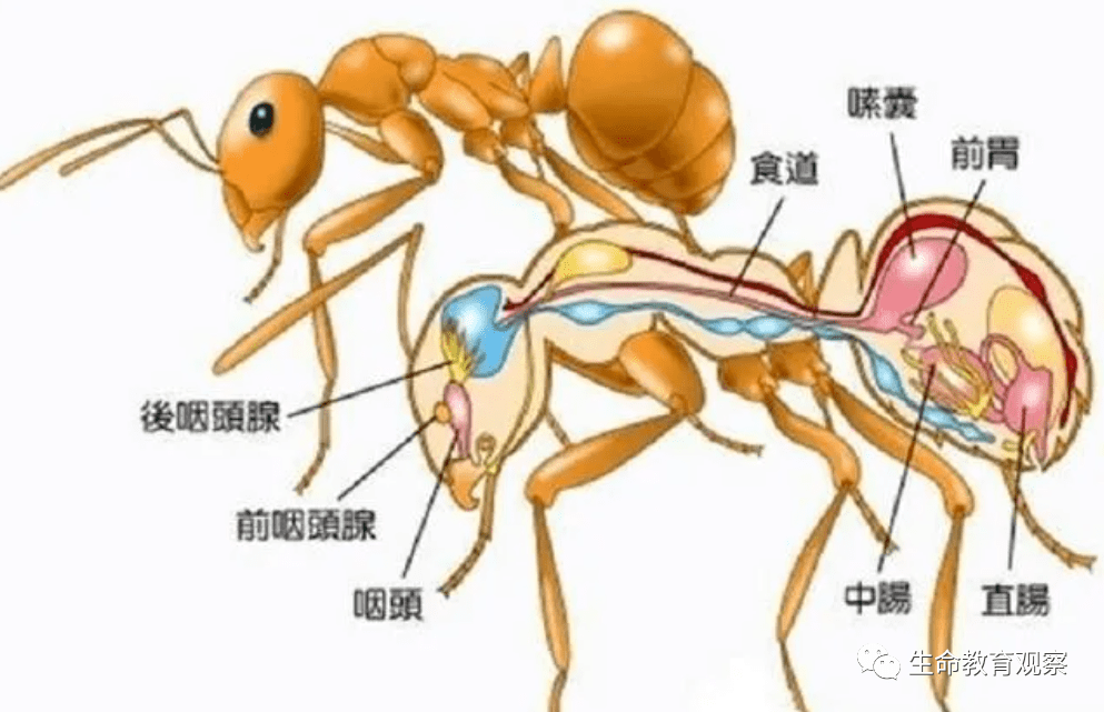 生物进化:蚂蚁是地球上进化最完美的生物_蚁后_人类_工蚁
