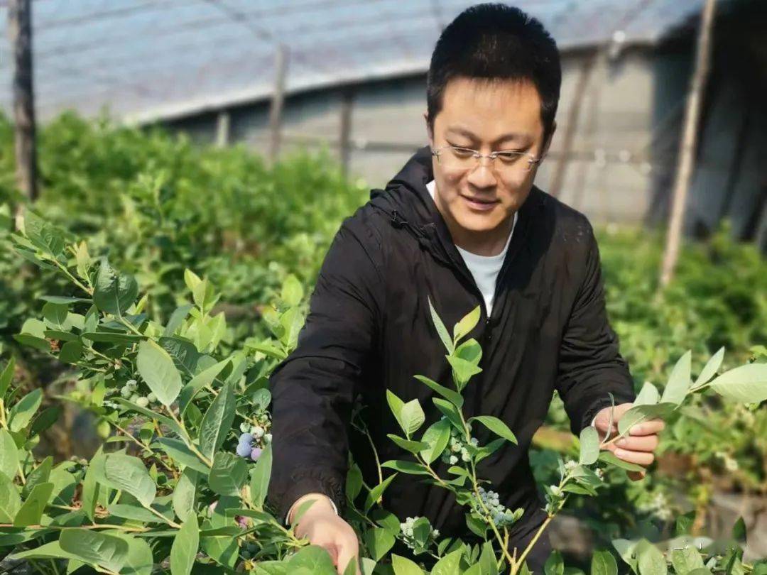 第一书记李宇航带货蓝莓火出圈