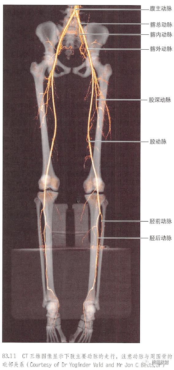 解剖丨小腿,踝和足~