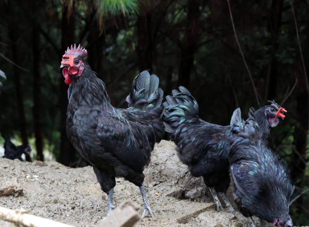 万源旧院黑鸡主产于旧院镇片区,1982年被列入四川省地方优良品种,2008