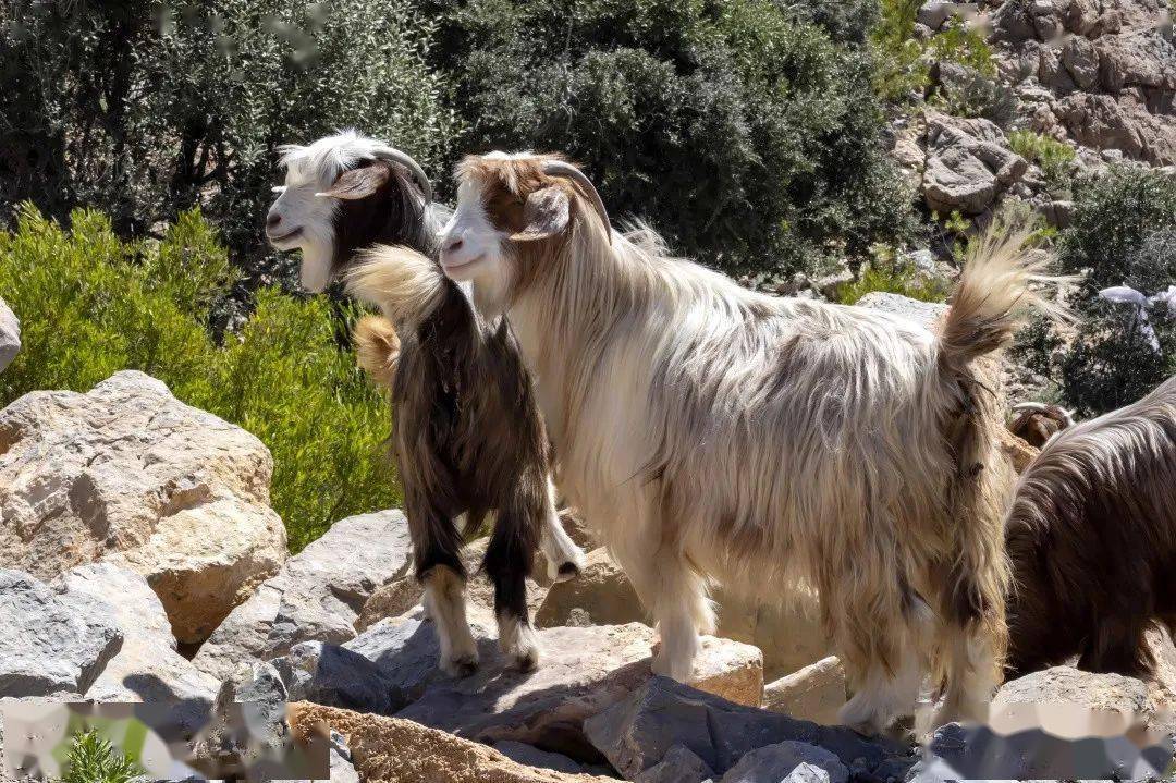 克什米尔,软黄金!_羊绒_帕什米那_山羊