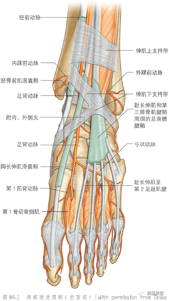 解剖丨小腿踝和足
