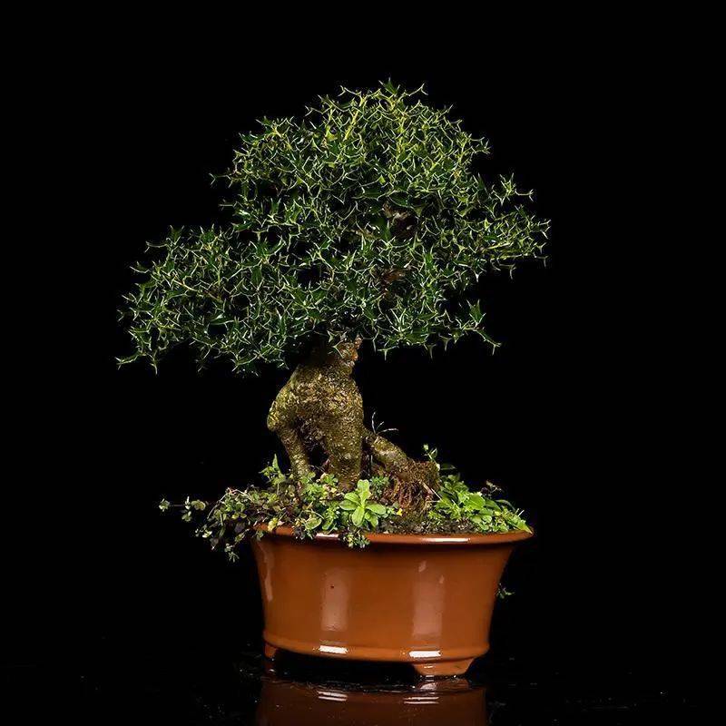 满身刺的枸骨花点功夫也能驯化成盆景