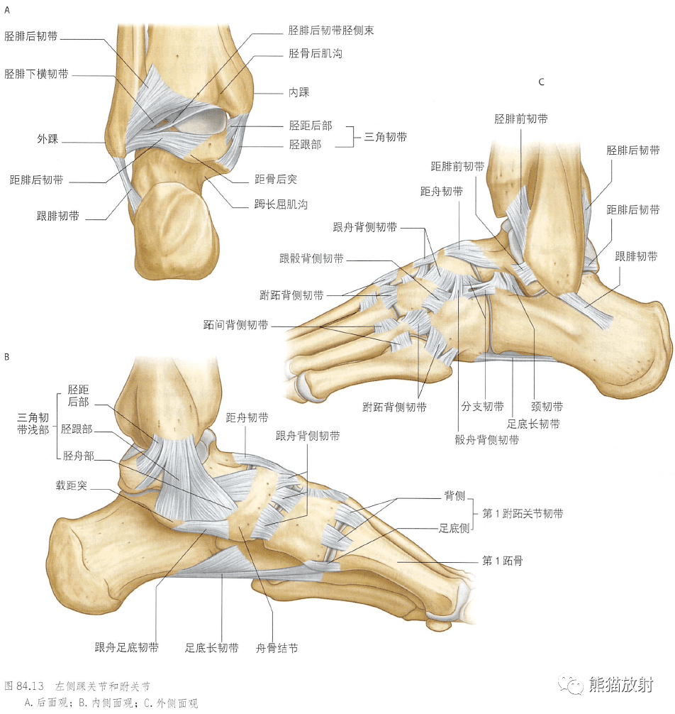 踝关节和跗关节韧带踝关节横断面左踝和距跟关节冠状面踝关节和跗骨间