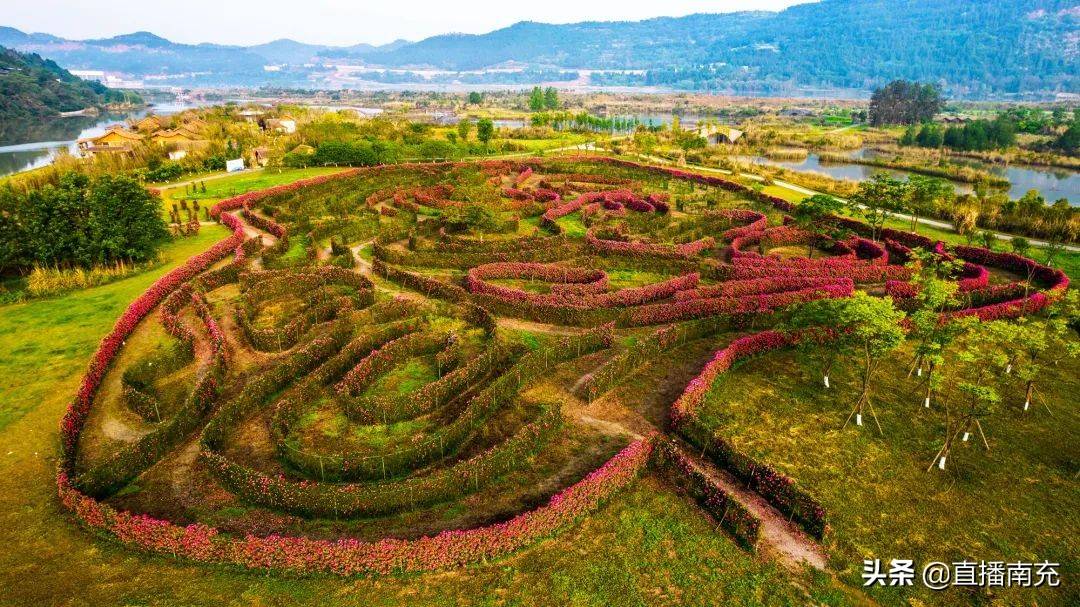 南充這裡上萬畝花海已經藏不住了,趕緊約起_玫瑰花_迷宮_景區