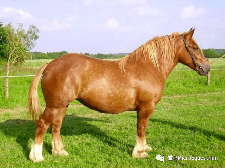 67小身材大能量布列塔尼馬bretonhorse