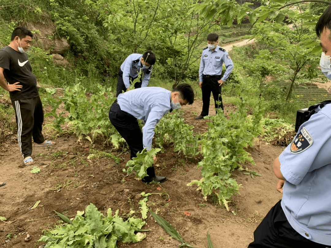 全部铲除儒岙某村一大爷迷信偏方治病非法种植毒品原植物378株