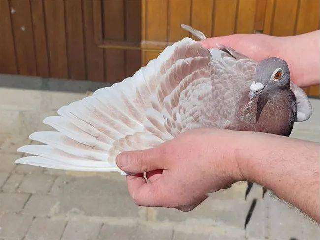 巴塞罗那国际鸽王红绛鸽也能飞出好成绩