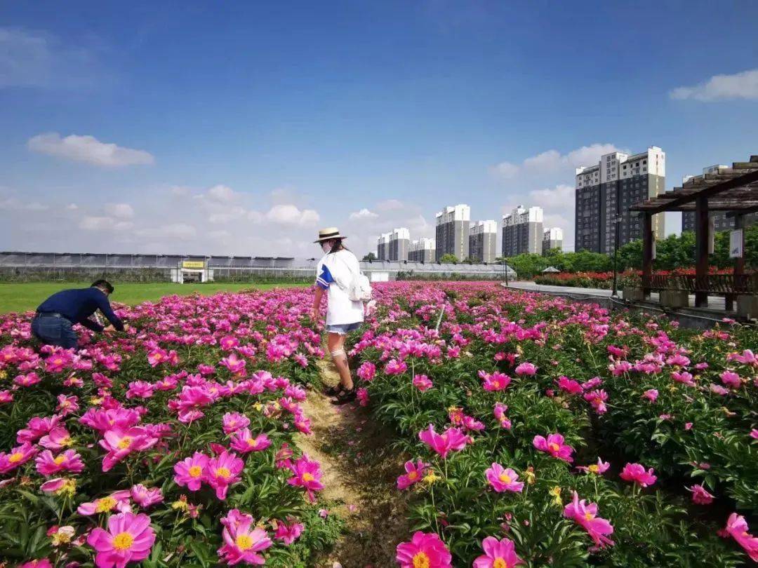 春天奼紫嫣紅,千姿百態,競相怒放10000餘株月季花廬江天鳴花海內的