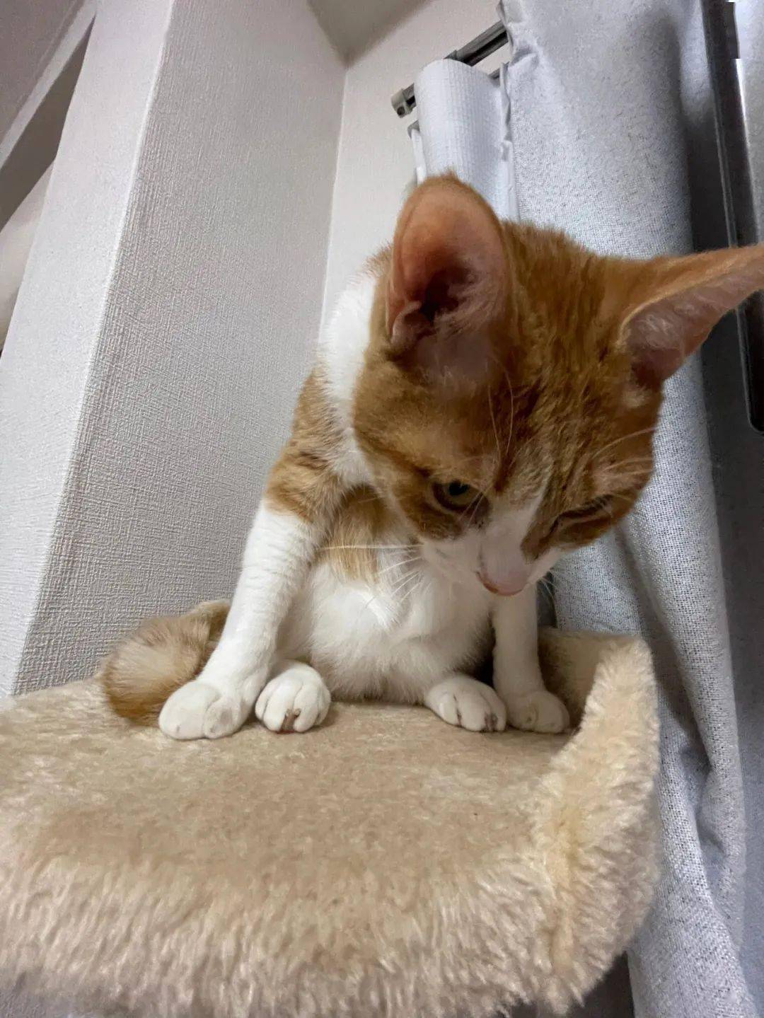 猫咪蹲坐摆出企鹅造型饲主感到无法理解意外引发日本网友热议