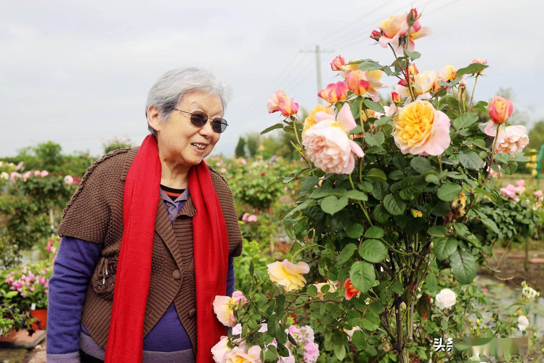 春日与石楠老师花事寻美