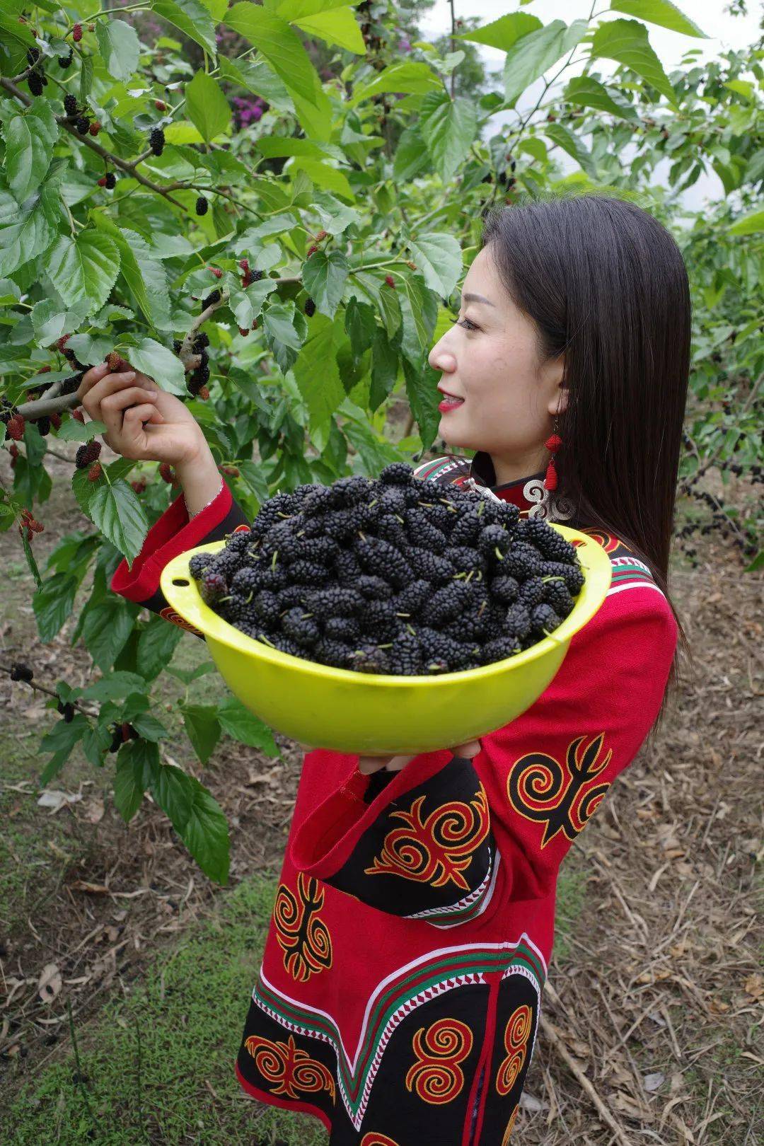 五一特辑椹是好吃五一来德昌桑椹采摘走起