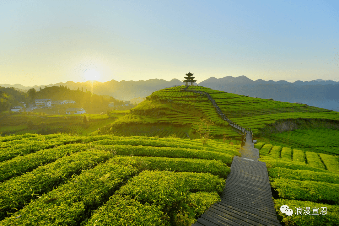 2022年中国美丽乡村休闲旅游行,伍家台入选了_茶文化_茶园_宣恩县