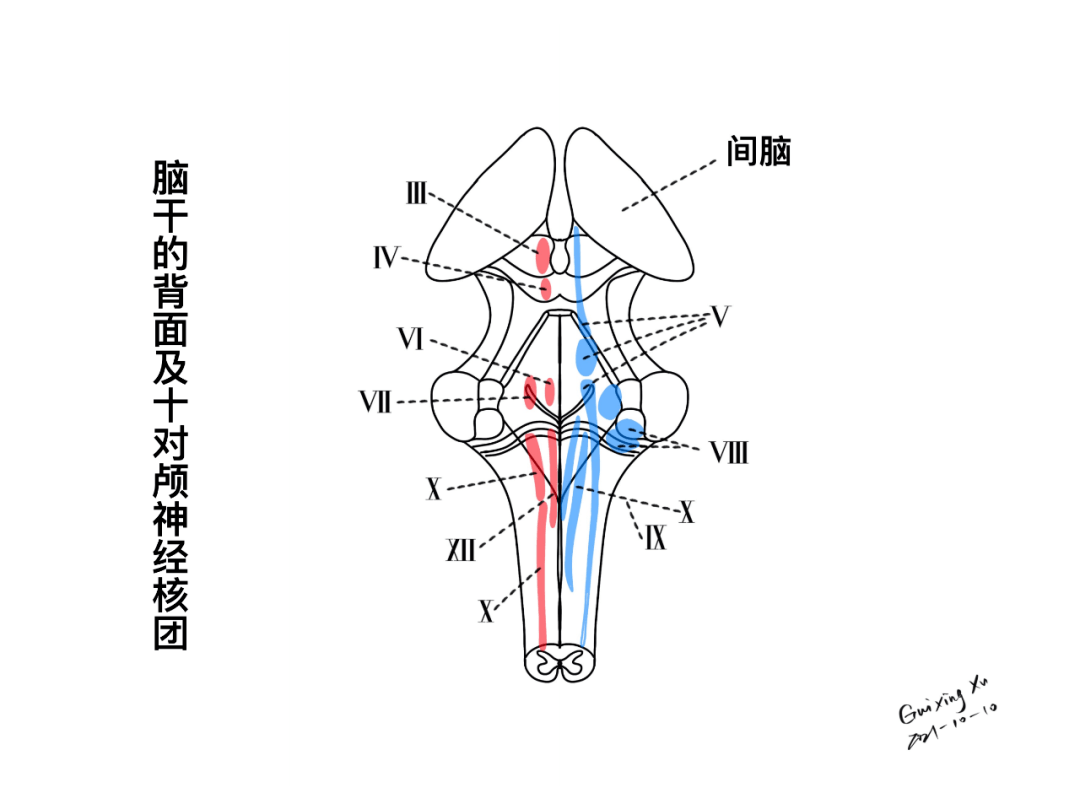 腦幹與顱神經的解剖與臨床_異議_小腦_通路