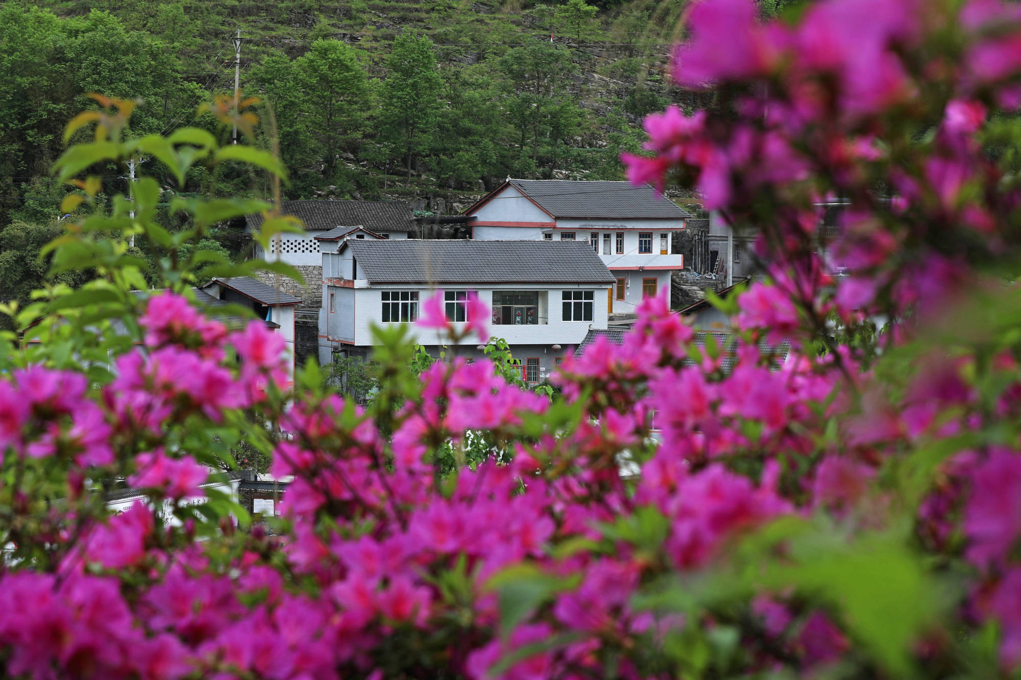 重庆彭水:大山村寨 景色美如画_新村_赵勇_桑柘镇
