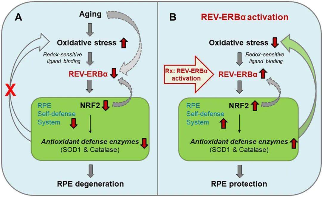 氧化应激(oxidative stress,os)是指体内氧化与抗氧化作用失衡的一种