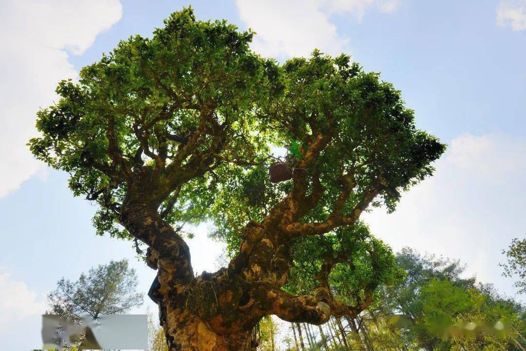 保山游昌宁关于茶山研学这件事攻略赶紧收藏