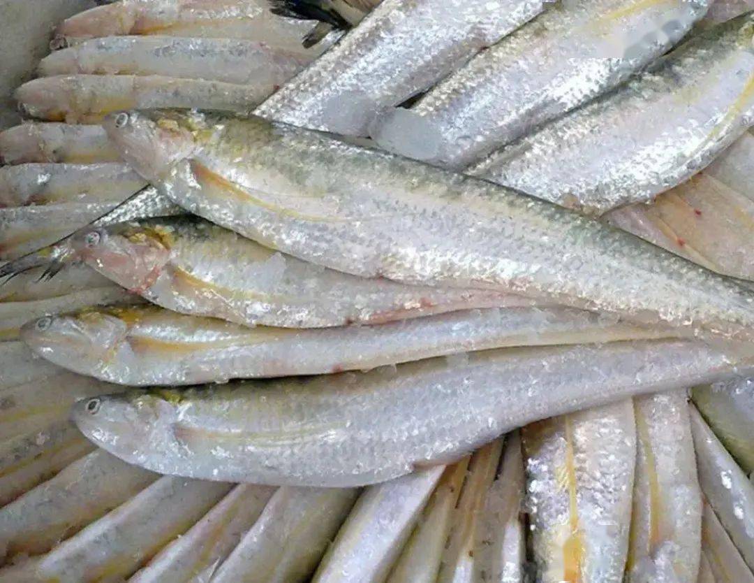 刀鱼,又称苦初鱼,凤尾鱼,毛鱼,是江苏省南通市的特产之一,也是春季